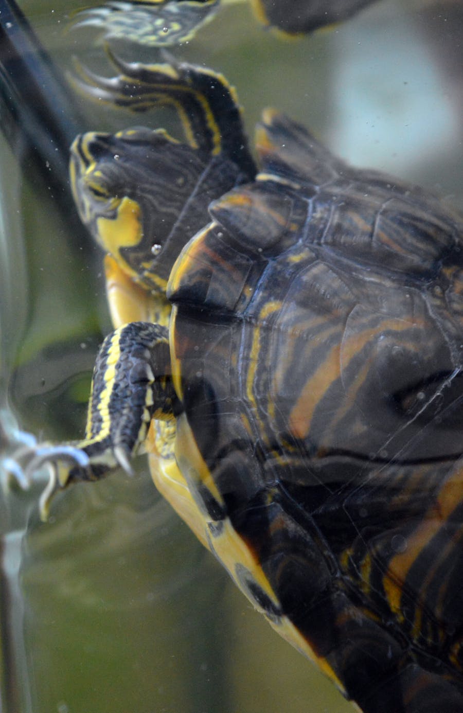 Psicóloga realizando evaluación diagnóstica de TEA nivel 1 asperger